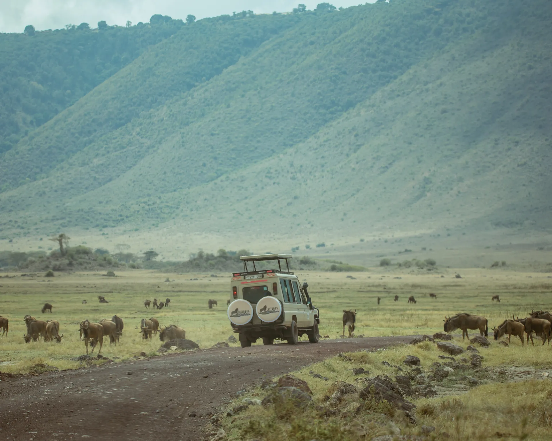 Wildlife in an East African safari landscape